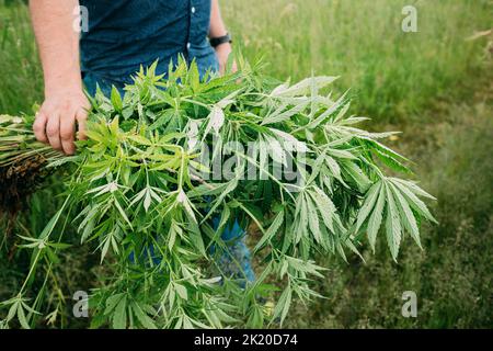 Man Holding Heap Bunch Legale Marijuana Verde Cannabis Sprout nelle sue mani. Cannabis bella Marijuana Cannabis pianta. Primo piano Foto Stock