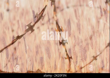 Doppia composizione, sfocata, focalizzata su filo spinato ritorto in acciaio contro fondo campo di grano. Concetto di guerra in Ucraina Foto Stock