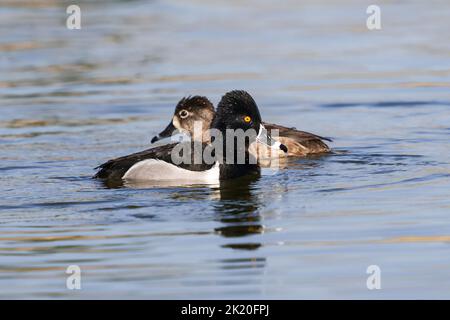 Un drake anatra con collo ad anello che attraversa il percorso di una femmina anatra con collo ad anello mentre nuotano intorno a un lago in primavera. Foto Stock