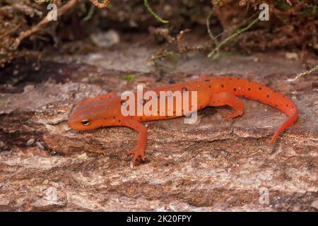 Primo piano corpo completo su un palcoscenico colorato rosso eft giovanile Noftalmus viridenus sitting on wood Foto Stock