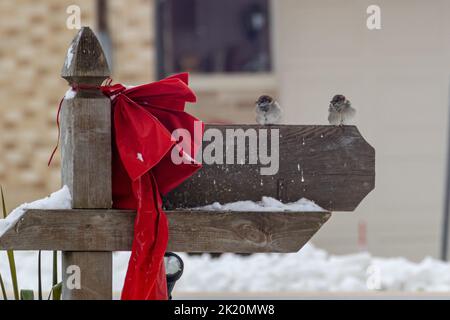 Due passeri di alberi eurasiatici arroccati su una recinzione di legno con un arco rosso, una giornata invernale innevata Foto Stock