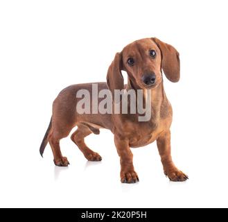 Dachshund, cane salsiccia, isolato su sfondo bianco Foto Stock