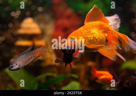 Pesci d'oro e altri pesci in acquario d'acqua dolce Foto Stock