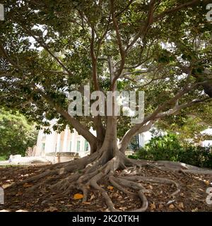 Boscaglia di gomma indiana (Ficus elastica) ramchi, tronco e radici in Antibes, costa azzurra Foto Stock