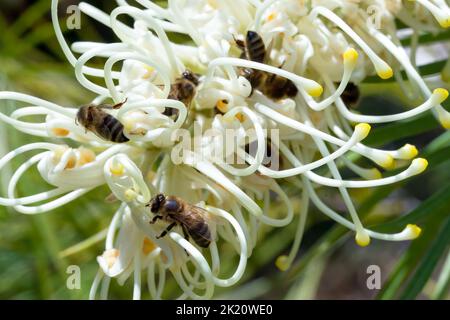 Macro Fotografia delle api su una grevillea Foto Stock