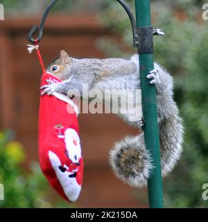 Uno scoiattolo grigio va dadi per le delizie nella sua calza di Natale che è stato appeso fuori sul rifornimento dell'uccello dell'amante della natura sue Perring da Purbrook in Hampshire. Anche se i goodies non sono facili da ottenere a questo grampoli resourceful del roditore con la calza oscillante fino a che finalmente riesca ad ottenere la sua testa all'interno per ottenere il suo presente... dadi succosi coperti di burro di arachidi. Suo, consulente fiscale di 39 anni, che nutre gli uccelli e gli scoiattoli tutto l'anno ha detto :''ho pensato che avrei avuto un po' di divertimento con le piccole creature pesciose nascondendo alcune prelibatezze speciali di noci e nocciole rivestite Foto Stock