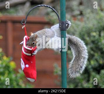 Uno scoiattolo grigio va dadi per le delizie nella sua calza di Natale che è stato appeso fuori sul rifornimento dell'uccello dell'amante della natura sue Perring da Purbrook in Hampshire. Anche se i goodies non sono facili da ottenere a questo grampoli resourceful del roditore con la calza oscillante fino a che finalmente riesca ad ottenere la sua testa all'interno per ottenere il suo presente... dadi succosi coperti di burro di arachidi. Suo, consulente fiscale di 39 anni, che nutre gli uccelli e gli scoiattoli tutto l'anno ha detto :''ho pensato che avrei avuto un po' di divertimento con le piccole creature pesciose nascondendo alcune prelibatezze speciali di noci e nocciole rivestite Foto Stock