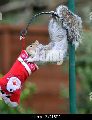 Uno scoiattolo grigio va dadi per le delizie nella sua calza di Natale che è stato appeso fuori sul rifornimento dell'uccello dell'amante della natura sue Perring da Purbrook in Hampshire. Anche se i goodies non sono facili da ottenere a questo grampoli resourceful del roditore con la calza oscillante fino a che finalmente riesca ad ottenere la sua testa all'interno per ottenere il suo presente... dadi succosi coperti di burro di arachidi. Suo, consulente fiscale di 39 anni, che nutre gli uccelli e gli scoiattoli tutto l'anno ha detto :''ho pensato che avrei avuto un po' di divertimento con le piccole creature pesciose nascondendo alcune prelibatezze speciali di noci e nocciole rivestite Foto Stock