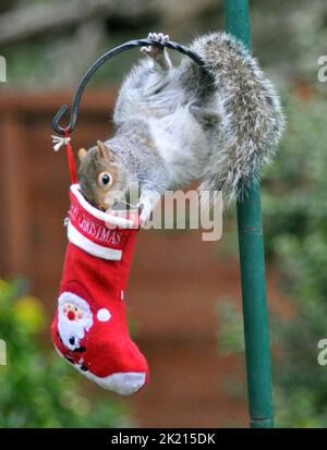 Uno scoiattolo grigio va dadi per le delizie nella sua calza di Natale che è stato appeso fuori sul rifornimento dell'uccello dell'amante della natura sue Perring da Purbrook in Hampshire. Anche se i goodies non sono facili da ottenere a questo grampoli resourceful del roditore con la calza oscillante fino a che finalmente riesca ad ottenere la sua testa all'interno per ottenere il suo presente... dadi succosi coperti di burro di arachidi. Suo, consulente fiscale di 39 anni, che nutre gli uccelli e gli scoiattoli tutto l'anno ha detto :''ho pensato che avrei avuto un po' di divertimento con le piccole creature pesciose nascondendo alcune prelibatezze speciali di noci e nocciole rivestite Foto Stock