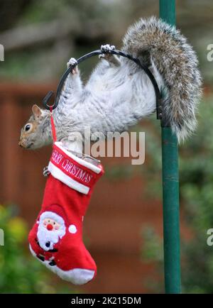 Uno scoiattolo grigio va dadi per le delizie nella sua calza di Natale che è stato appeso fuori sul rifornimento dell'uccello dell'amante della natura sue Perring da Purbrook in Hampshire. Anche se i goodies non sono facili da ottenere a questo grampoli resourceful del roditore con la calza oscillante fino a che finalmente riesca ad ottenere la sua testa all'interno per ottenere il suo presente... dadi succosi coperti di burro di arachidi. Suo, consulente fiscale di 39 anni, che nutre gli uccelli e gli scoiattoli tutto l'anno ha detto :''ho pensato che avrei avuto un po' di divertimento con le piccole creature pesciose nascondendo alcune prelibatezze speciali di noci e nocciole rivestite Foto Stock