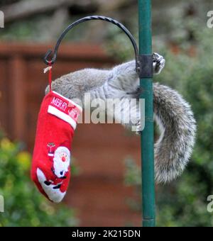 Uno scoiattolo grigio va dadi per le delizie nella sua calza di Natale che è stato appeso fuori sul rifornimento dell'uccello dell'amante della natura sue Perring da Purbrook in Hampshire. Anche se i goodies non sono facili da ottenere a questo grampoli resourceful del roditore con la calza oscillante fino a che finalmente riesca ad ottenere la sua testa all'interno per ottenere il suo presente... dadi succosi coperti di burro di arachidi. Suo, consulente fiscale di 39 anni, che nutre gli uccelli e gli scoiattoli tutto l'anno ha detto :''ho pensato che avrei avuto un po' di divertimento con le piccole creature pesciose nascondendo alcune prelibatezze speciali di noci e nocciole rivestite Foto Stock