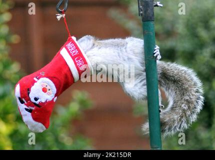 Uno scoiattolo grigio va dadi per le delizie nella sua calza di Natale che è stato appeso fuori sul rifornimento dell'uccello dell'amante della natura sue Perring da Purbrook in Hampshire. Anche se i goodies non sono facili da ottenere a questo grampoli resourceful del roditore con la calza oscillante fino a che finalmente riesca ad ottenere la sua testa all'interno per ottenere il suo presente... dadi succosi coperti di burro di arachidi. Suo, consulente fiscale di 39 anni, che nutre gli uccelli e gli scoiattoli tutto l'anno ha detto :''ho pensato che avrei avuto un po' di divertimento con le piccole creature pesciose nascondendo alcune prelibatezze speciali di noci e nocciole rivestite Foto Stock