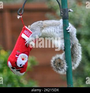 Uno scoiattolo grigio va dadi per le delizie nella sua calza di Natale che è stato appeso fuori sul rifornimento dell'uccello dell'amante della natura sue Perring da Purbrook in Hampshire. Anche se i goodies non sono facili da ottenere a questo grampoli resourceful del roditore con la calza oscillante fino a che finalmente riesca ad ottenere la sua testa all'interno per ottenere il suo presente... dadi succosi coperti di burro di arachidi. Suo, consulente fiscale di 39 anni, che nutre gli uccelli e gli scoiattoli tutto l'anno ha detto :''ho pensato che avrei avuto un po' di divertimento con le piccole creature pesciose nascondendo alcune prelibatezze speciali di noci e nocciole rivestite Foto Stock