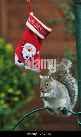 Uno scoiattolo grigio va dadi per le delizie nella sua calza di Natale che è stato appeso fuori sul rifornimento dell'uccello dell'amante della natura sue Perring da Purbrook in Hampshire. Anche se i goodies non sono facili da ottenere a questo grampoli resourceful del roditore con la calza oscillante fino a che finalmente riesca ad ottenere la sua testa all'interno per ottenere il suo presente... dadi succosi coperti di burro di arachidi. Suo, consulente fiscale di 39 anni, che nutre gli uccelli e gli scoiattoli tutto l'anno ha detto :''ho pensato che avrei avuto un po' di divertimento con le piccole creature pesciose nascondendo alcune prelibatezze speciali di noci e nocciole rivestite Foto Stock