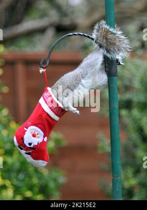 Uno scoiattolo grigio va dadi per le delizie nella sua calza di Natale che è stato appeso fuori sul rifornimento dell'uccello dell'amante della natura sue Perring da Purbrook in Hampshire. Anche se i goodies non sono facili da ottenere a questo grampoli resourceful del roditore con la calza oscillante fino a che finalmente riesca ad ottenere la sua testa all'interno per ottenere il suo presente... dadi succosi coperti di burro di arachidi. Suo, consulente fiscale di 39 anni, che nutre gli uccelli e gli scoiattoli tutto l'anno ha detto :''ho pensato che avrei avuto un po' di divertimento con le piccole creature pesciose nascondendo alcune prelibatezze speciali di noci e nocciole rivestite Foto Stock