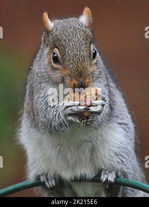 Uno scoiattolo grigio va dadi per le delizie nella sua calza di Natale che è stato appeso fuori sul rifornimento dell'uccello dell'amante della natura sue Perring da Purbrook in Hampshire. Anche se i goodies non sono facili da ottenere a questo grampoli resourceful del roditore con la calza oscillante fino a che finalmente riesca ad ottenere la sua testa all'interno per ottenere il suo presente... dadi succosi coperti di burro di arachidi. Suo, consulente fiscale di 39 anni, che nutre gli uccelli e gli scoiattoli tutto l'anno ha detto :''ho pensato che avrei avuto un po' di divertimento con le piccole creature pesciose nascondendo alcune prelibatezze speciali di noci e nocciole rivestite Foto Stock