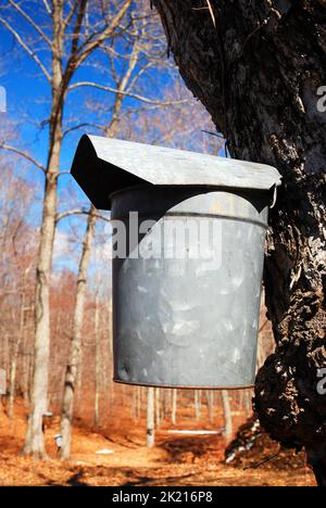 la sap dell'acero è raccolta in secchi del secchio di metallo per portare ai baracche dello zucchero e la fabbricazione dello sciroppo organico puro dell'acero Foto Stock