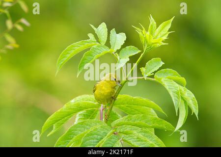 Aranciata Warbler (Leiothlypis celata) arroccata in un albero in un giardino a Nanaimo, Isola di Vancouver, BC, Canada nel mese di maggio Foto Stock