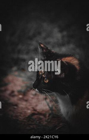 Un primo piano di un gatto aranciato e nero in dettaglio Foto Stock