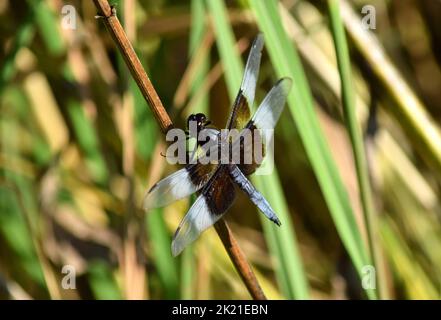 Dragonfly che riposa su un gambo di fiore in una prateria a fine estate. Foto Stock