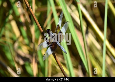 Dragonfly che riposa su un gambo di fiore in una prateria a fine estate. Foto Stock