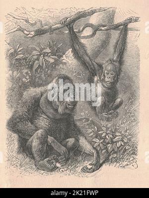Antica illustrazione incisa di un orangutan. Illustrazione vintage di un orangutan. Antica immagine incisa di un orangutano. Foto Stock