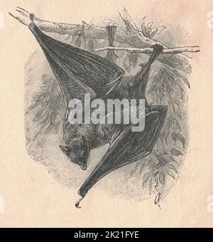 Antica illustrazione incisa di un megabat. Illustrazione vintage di un megabat. Antica immagine incisa di un megabat. Foto Stock