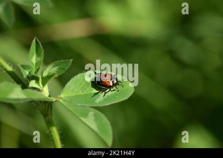 Primo piano di scarabeo giapponese su una foglia di pianta. Foto Stock