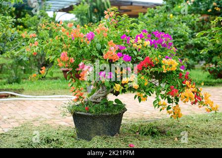 Fioritura multicolorful Bougainvillea in Nha Trang Vietnam Foto Stock