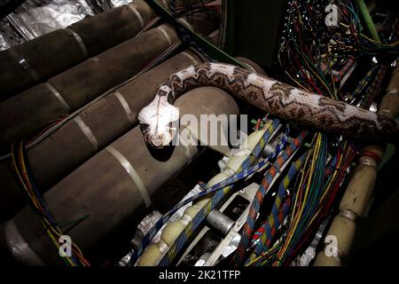 GABOON VIPER SNAKE, i serpenti su un aereo, 2006 Foto Stock