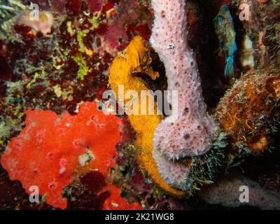 Cavallo di mare lungo arancio sulla barriera corallina nel Mar dei Caraibi, Roatan, Bay Islands, Honduras Foto Stock