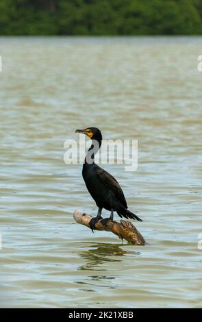 Coromorant arroccato su un piccolo ramo emergente da Rio Lagartos a Celestun, Messico Foto Stock