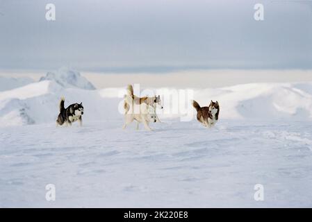 CANI HUSKIE, OTTO SOTTO, 2006 Foto Stock