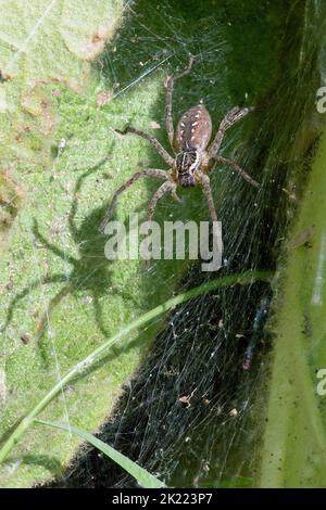Imbuto Web Wolf Spider (Sosippus californicus) e ombra Foto Stock