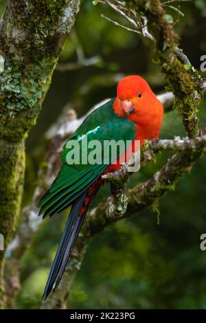 Re australiano pappagallo arroccato in un albero nella foresta pluviale - stile ritratto (Alisterus scapularis) Foto Stock