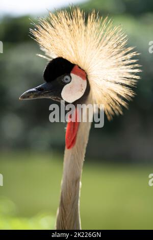 Gru bombata grigia Balearica regolorum aka gru bombata africana, gru bombata d'oro, gru bombata d'oro, gru dell'Africa orientale, Foto Stock