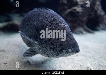 Cernia gigante Epinephelus lanceolatus aka Queensland cernia, cernia brindata o spigola marrone-chiazzata Foto Stock