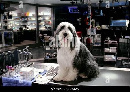 SHEEPDOG, il cane Shaggy, 2006 Foto Stock