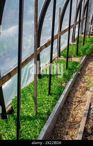 Tunnel di cerchio giardino costruito da tubi di fattoria di pesce per impieghi pesanti, con un letto sotto letame verde di trifoglio cremisi e sentieri di trucioli di legno Foto Stock