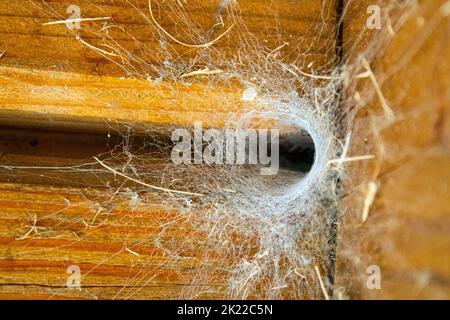 Nido di ragno. Case di legno sono nido di ragno Foto Stock