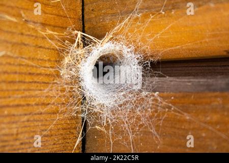 Nido di ragno. Case di legno sono nido di ragno Foto Stock