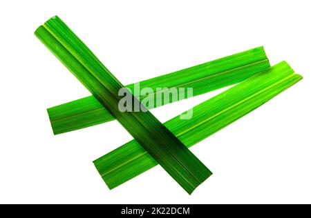 La citrato di limongrass è una delle varie specie di erba, il citrato di Cymbopogon, che ha un gusto ed un aroma di limone-come ed è usata nella cottura, per il tè, e. Foto Stock