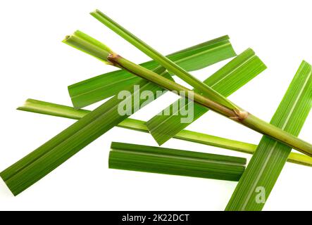 La citrato di limongrass è una delle varie specie di erba, il citrato di Cymbopogon, che ha un gusto ed un aroma di limone-come ed è usata nella cottura, per il tè, e. Foto Stock