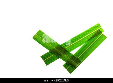 La citrato di limongrass è una delle varie specie di erba, il citrato di Cymbopogon, che ha un gusto ed un aroma di limone-come ed è usata nella cottura, per il tè, e. Foto Stock