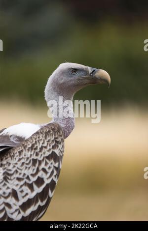 Ruppell's griffon Vulture Gyps rueppellii, ritratto femminile adulto, condizioni controllate Foto Stock