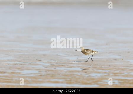 Bar-coda godwit Limosa laponica, inverno piumaggio adulto a piedi sulla spiaggia, RSPB Titchwell Nature Reserve, Norfolk, Inghilterra, settembre Foto Stock