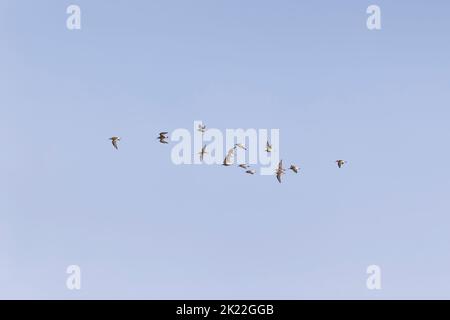 Curlew Sandpiper Calidris ferruginea, 2 giovani leader Dunlin Calidris alpina, Flock in volo, Suffolk, Inghilterra, settembre Foto Stock