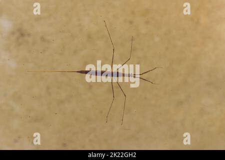Water stick insetto Ranatra linearis, nuoto adulto, Suffolk, Inghilterra, agosto Foto Stock