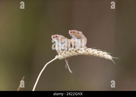 Raccogliere il topo Micromys minutus, 2 adulti in piedi su stelo di grano, Suffolk, Inghilterra, agosto, condizioni controllate Foto Stock