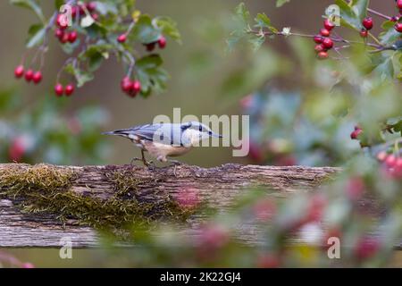 Nuthatch eurasiatico Sitta europaea, adulto arroccato su recinto tra biancospino, Suffolk, Inghilterra, settembre Foto Stock